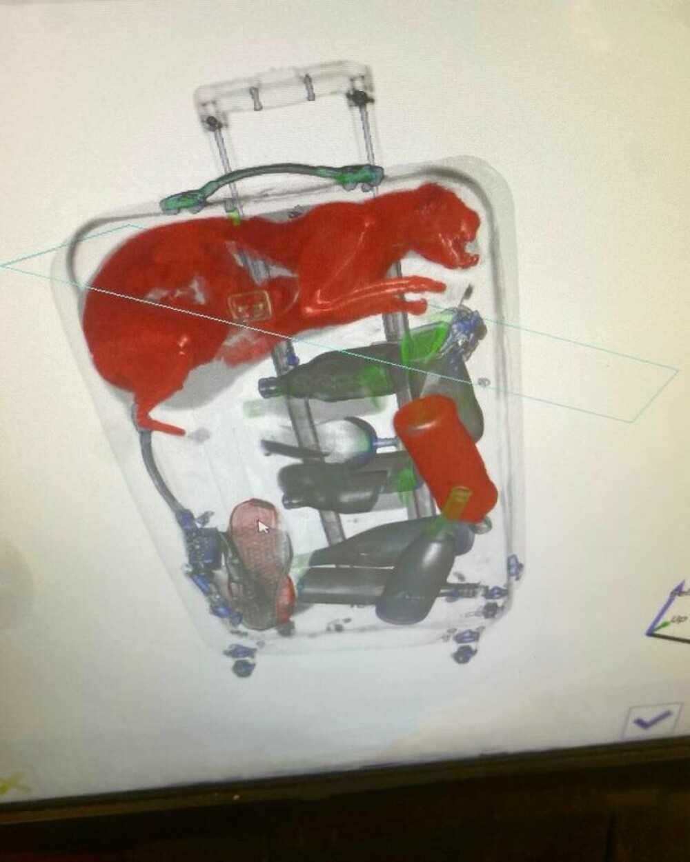 Șoc pentru un agent de securitate din aeroportul JFK când a scanat valiza unui pasager. FOTO - Imaginea 2