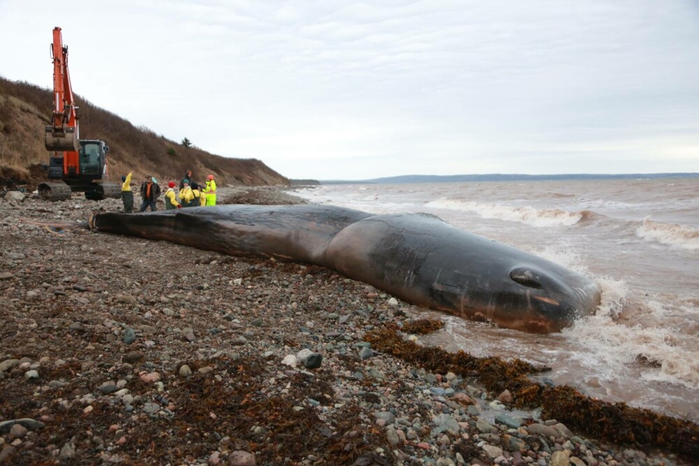 O balenă a murit de foame după ce a înghițit 150 kg de unelte de pescuit. Obiectele i-au blocat stomacul | FOTO - Imaginea 1