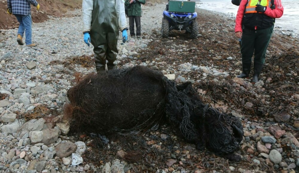 O balenă a murit de foame după ce a înghițit 150 kg de unelte de pescuit. Obiectele i-au blocat stomacul | FOTO - Imaginea 2