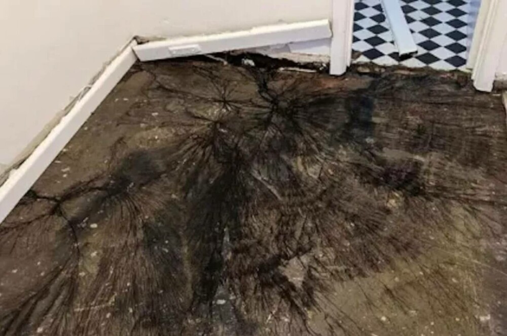 O femeie a făcut o descoperire înfiorătoare după ce s-a uitat sub scândurile din podeaua casei. FOTO - Imaginea 2