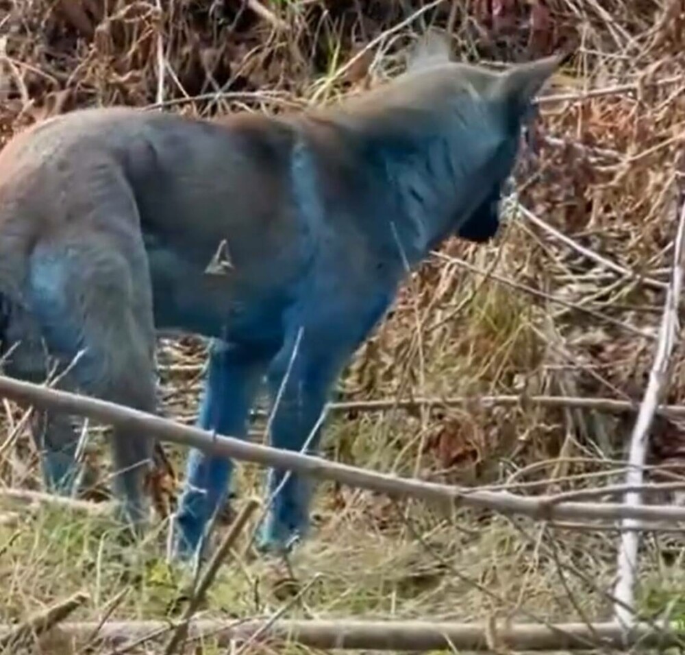 „Misterul” câinilor albaştri de la Cernobîl, elucidat de un expert ucrainean: „Este o prostie” | GALERIE FOTO - Imaginea 1