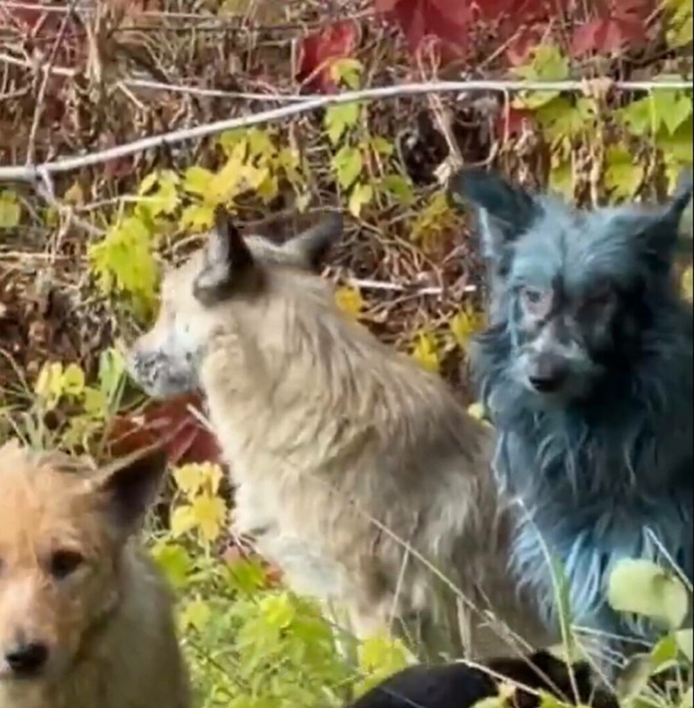 „Misterul” câinilor albaştri de la Cernobîl, elucidat de un expert ucrainean: „Este o prostie” | GALERIE FOTO - Imaginea 2