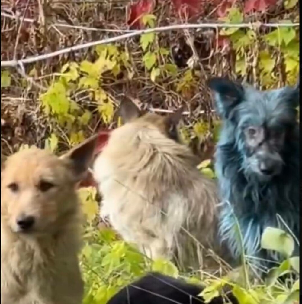 „Misterul” câinilor albaştri de la Cernobîl, elucidat de un expert ucrainean: „Este o prostie” | GALERIE FOTO - Imaginea 3