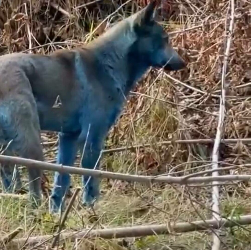 „Misterul” câinilor albaştri de la Cernobîl, elucidat de un expert ucrainean: „Este o prostie” | GALERIE FOTO - Imaginea 4