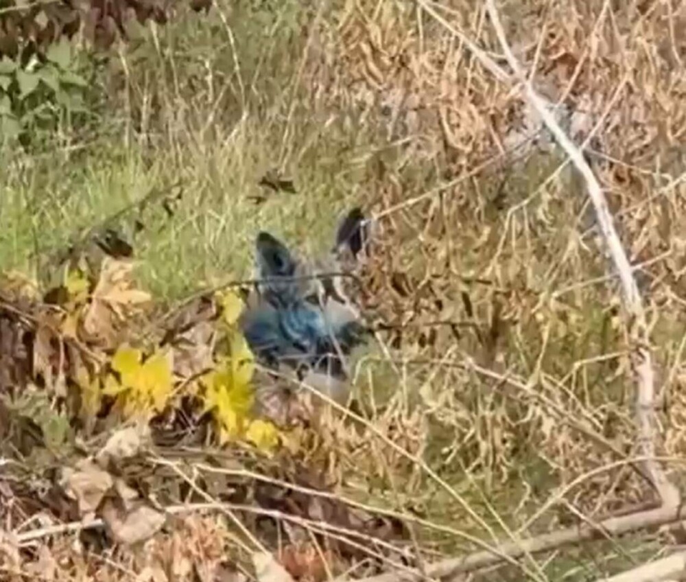 „Misterul” câinilor albaştri de la Cernobîl, elucidat de un expert ucrainean: „Este o prostie” | GALERIE FOTO - Imaginea 5