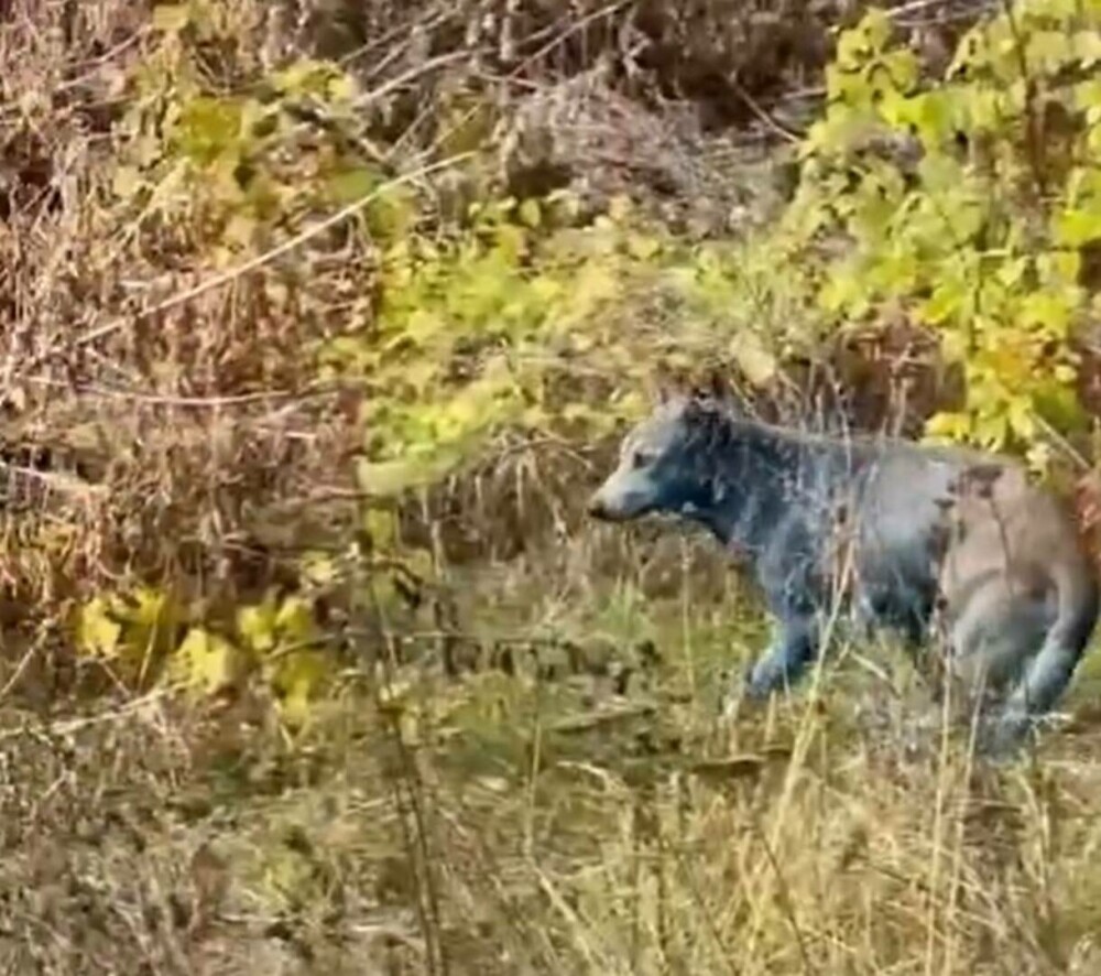 „Misterul” câinilor albaştri de la Cernobîl, elucidat de un expert ucrainean: „Este o prostie” | GALERIE FOTO - Imaginea 6