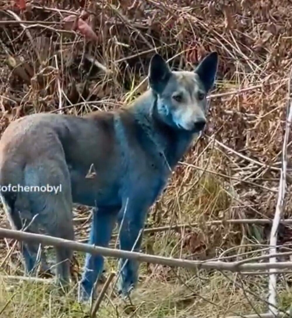 „Misterul” câinilor albaştri de la Cernobîl, elucidat de un expert ucrainean: „Este o prostie” | GALERIE FOTO - Imaginea 7
