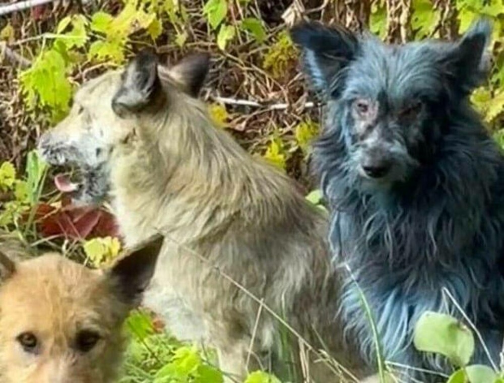 „Misterul” câinilor albaştri de la Cernobîl, elucidat de un expert ucrainean: „Este o prostie” | GALERIE FOTO - Imaginea 8