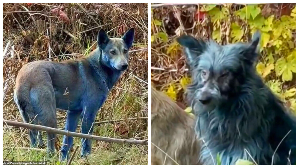 „Misterul” câinilor albaştri de la Cernobîl, elucidat de un expert ucrainean: „Este o prostie” | GALERIE FOTO - Imaginea 10