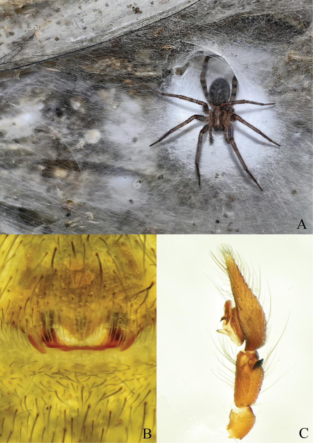 Un biolog român a descoperit cea mai mare pânză de păianjen văzută vreodată. Megaorașul păianjenilor, în întuneric total FOTO - Imaginea 3