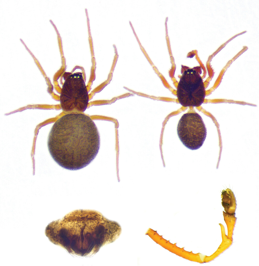 Un biolog român a descoperit cea mai mare pânză de păianjen văzută vreodată. Megaorașul păianjenilor, în întuneric total FOTO - Imaginea 4