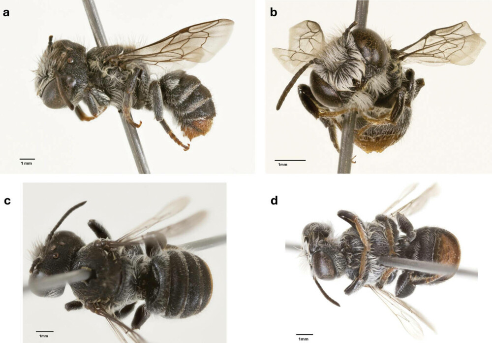 Au descoperit o nouă specie de albină și au numit-o pe loc Lucifer. Are coarne ca de diavol și trăiește doar acolo | FOTO - Imaginea 2