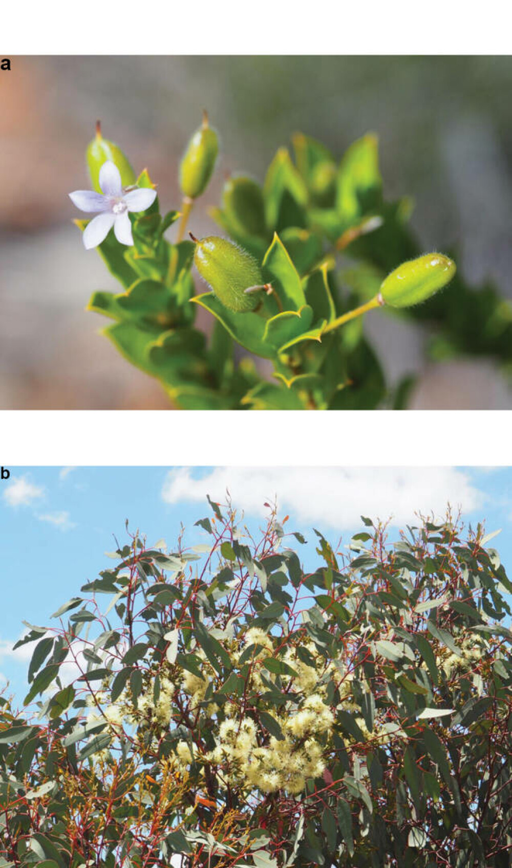 Au descoperit o nouă specie de albină și au numit-o pe loc Lucifer. Are coarne ca de diavol și trăiește doar acolo | FOTO - Imaginea 4