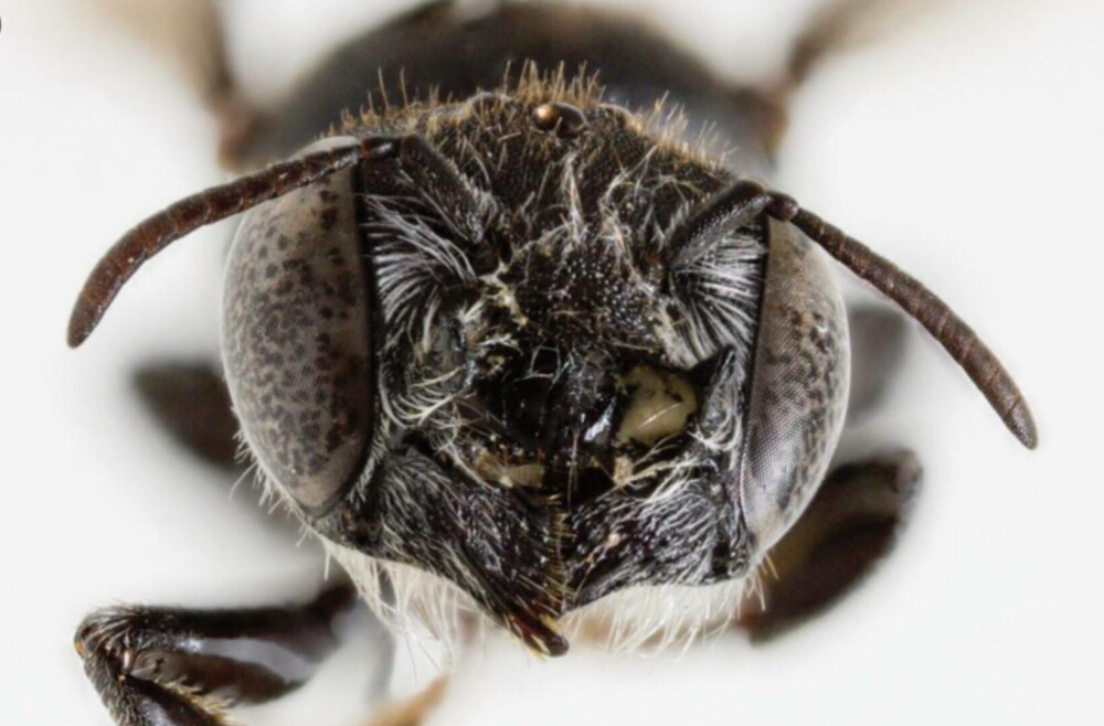 Au descoperit o nouă specie de albină și au numit-o pe loc Lucifer. Are coarne ca de diavol și trăiește doar acolo | FOTO - Imaginea 5