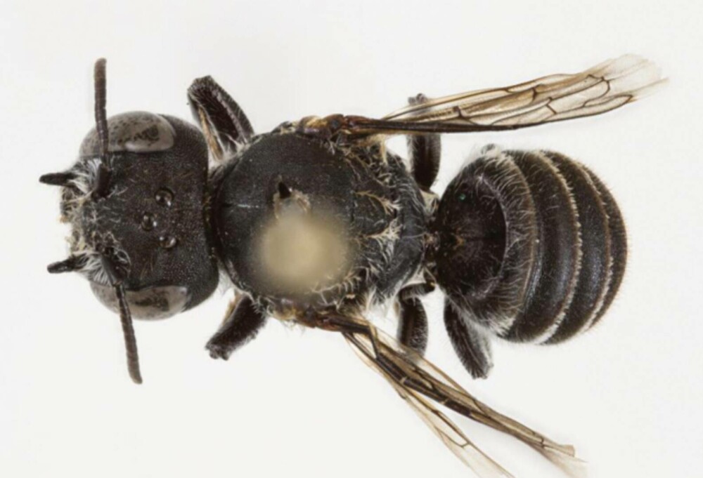 Au descoperit o nouă specie de albină și au numit-o pe loc Lucifer. Are coarne ca de diavol și trăiește doar acolo | FOTO - Imaginea 6