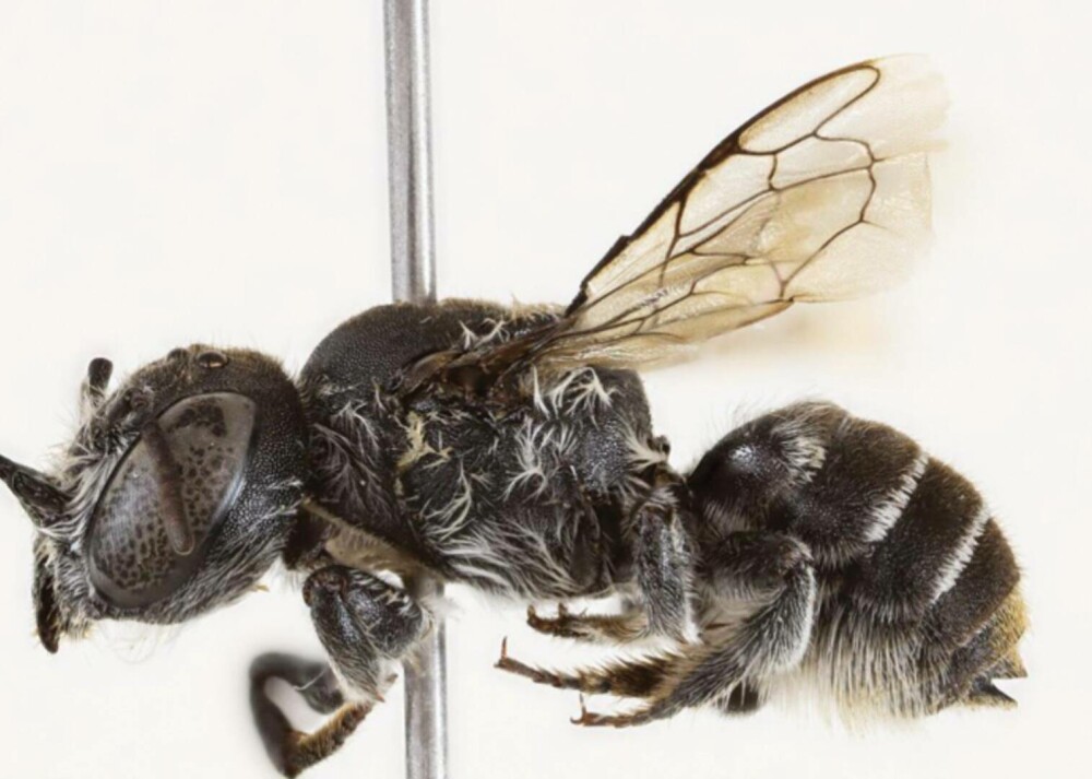 Au descoperit o nouă specie de albină și au numit-o pe loc Lucifer. Are coarne ca de diavol și trăiește doar acolo | FOTO - Imaginea 7