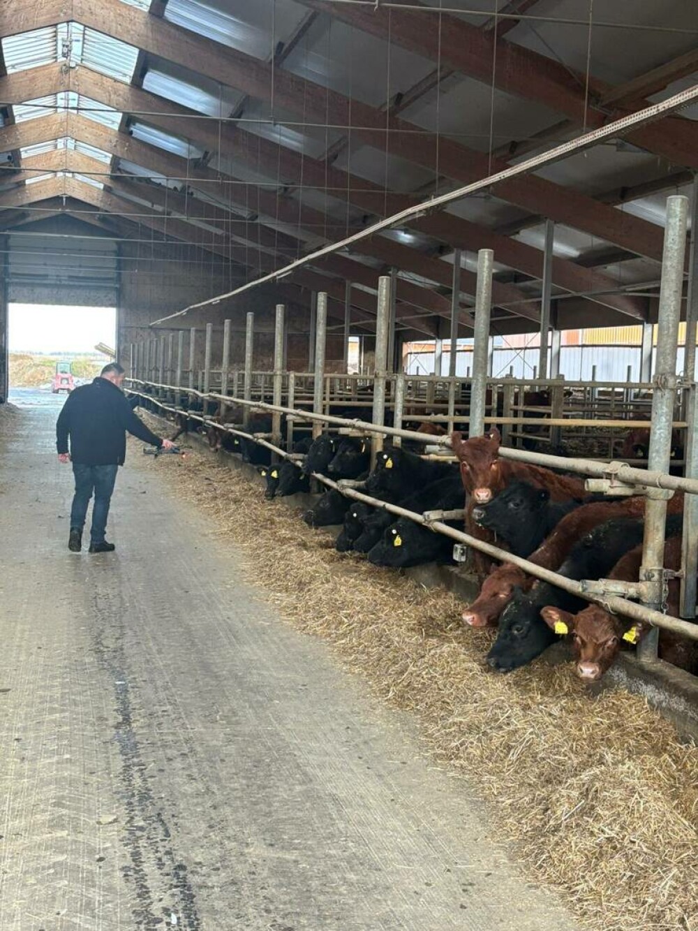 Povestea Andreei și a lui Mihai, tinerii care au readus viața și tradiția într-o fermă cu 1.300 de animale, în Cârțișoara - Imaginea 1