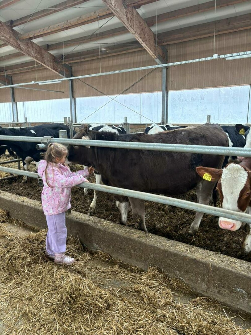 Povestea Andreei și a lui Mihai, tinerii care au readus viața și tradiția într-o fermă cu 1.300 de animale, în Cârțișoara - Imaginea 2