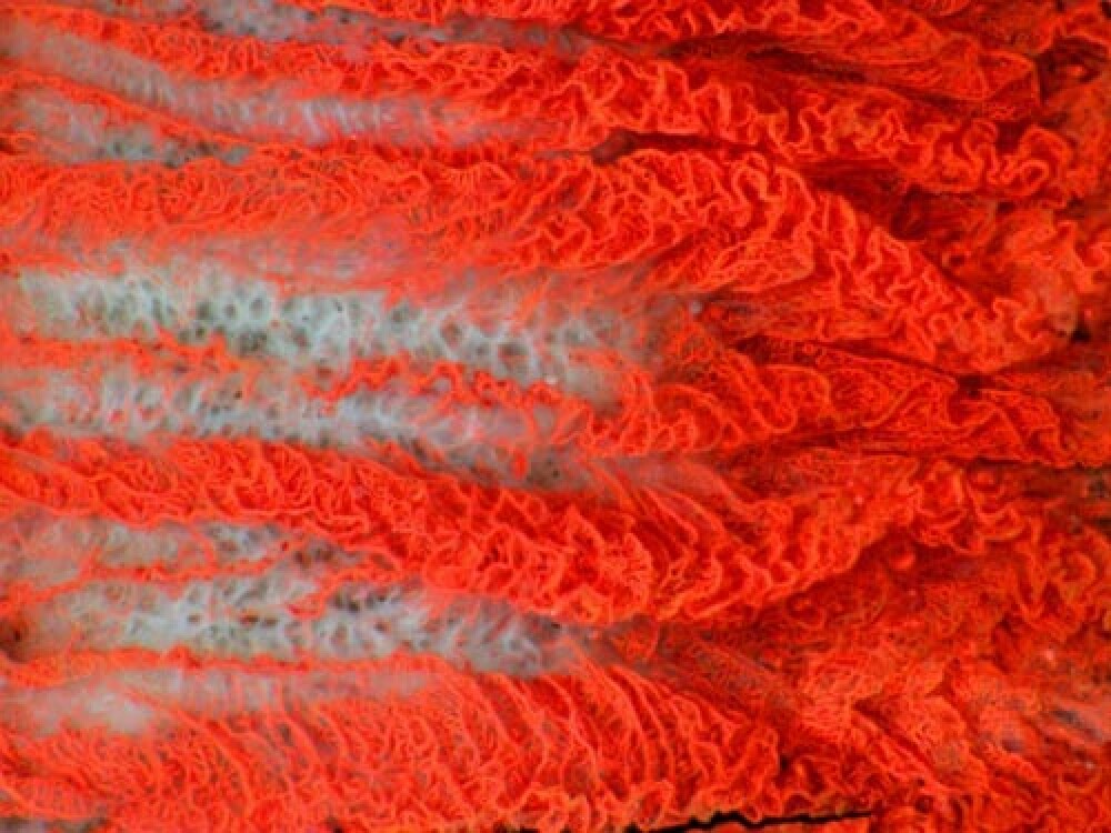 FOTOGRAFII UIMITOARE: Uite cum arata vasele capilare din ochiul unui taur! - Imaginea 5