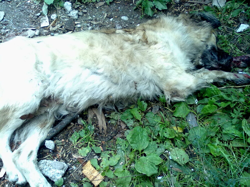 Imagini socante! Animale ucise fara mila in Baile Herculane - Imaginea 3