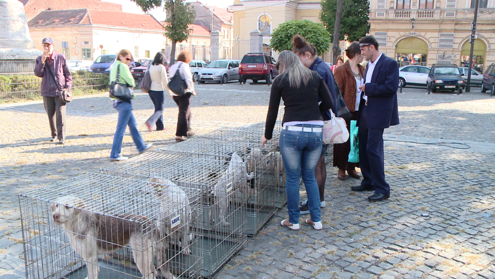Zeci de catelusi si feline sunt sarbatorite astazi, de ziua lor, la Timisoara. Vezi GALERIE FOTO - Imaginea 5