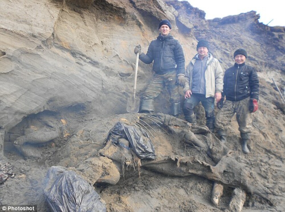 Un copil de 11 ani a descoperit un mamut aproape intact, vechi de 30.000 de ani - Imaginea 1