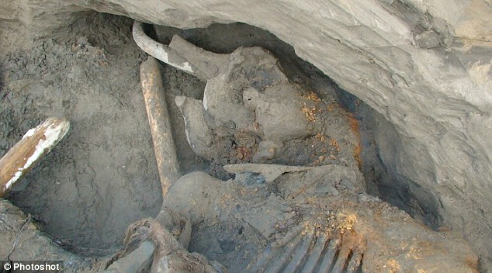Un copil de 11 ani a descoperit un mamut aproape intact, vechi de 30.000 de ani - Imaginea 2
