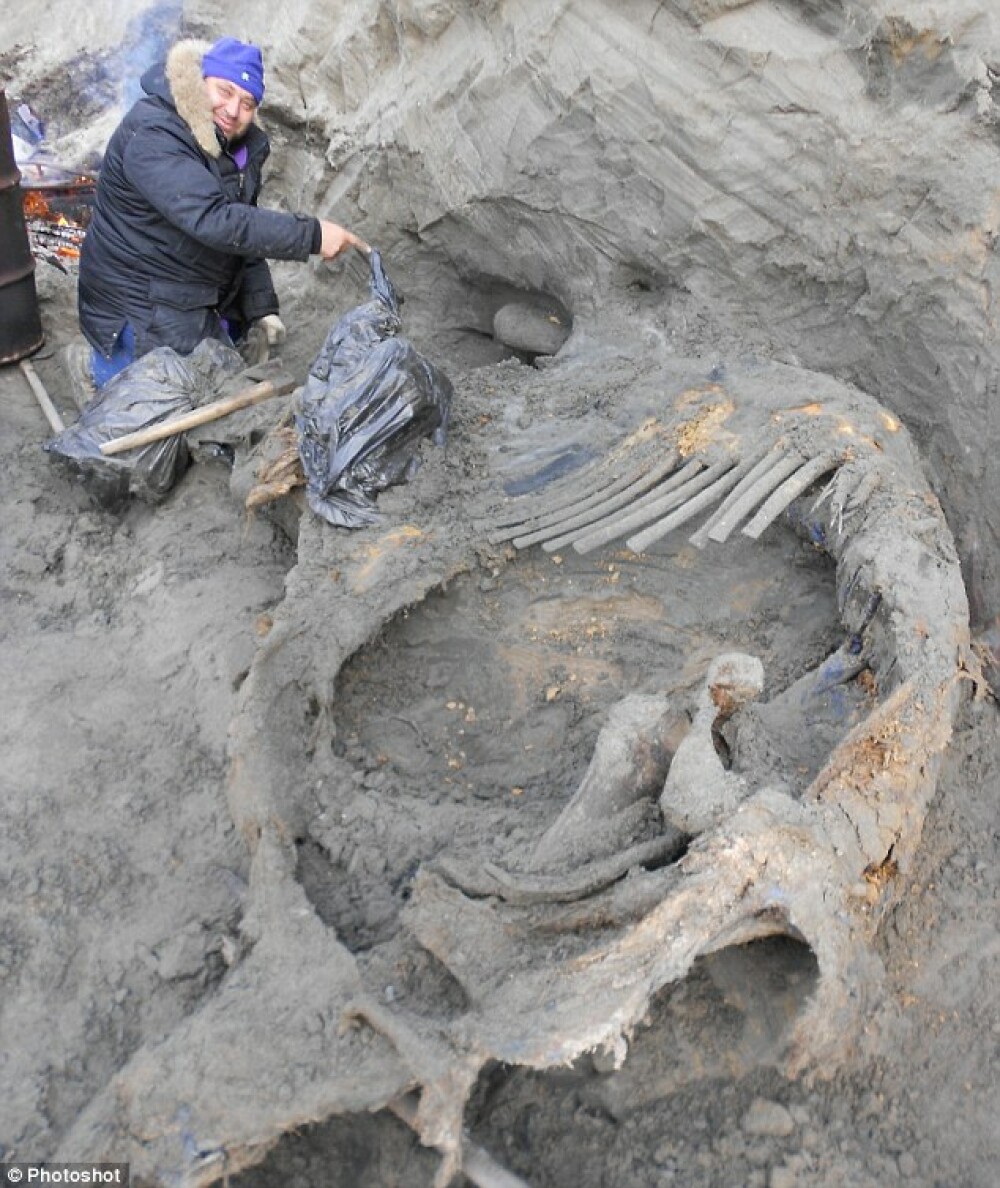 Un copil de 11 ani a descoperit un mamut aproape intact, vechi de 30.000 de ani - Imaginea 3