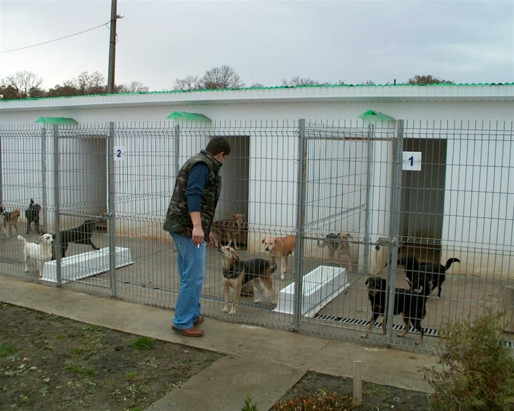 Adoptiile de caini, descurajate la Arad de o taxa de 90 lei. Cat plateste Primaria pentru ingrijire - Imaginea 1