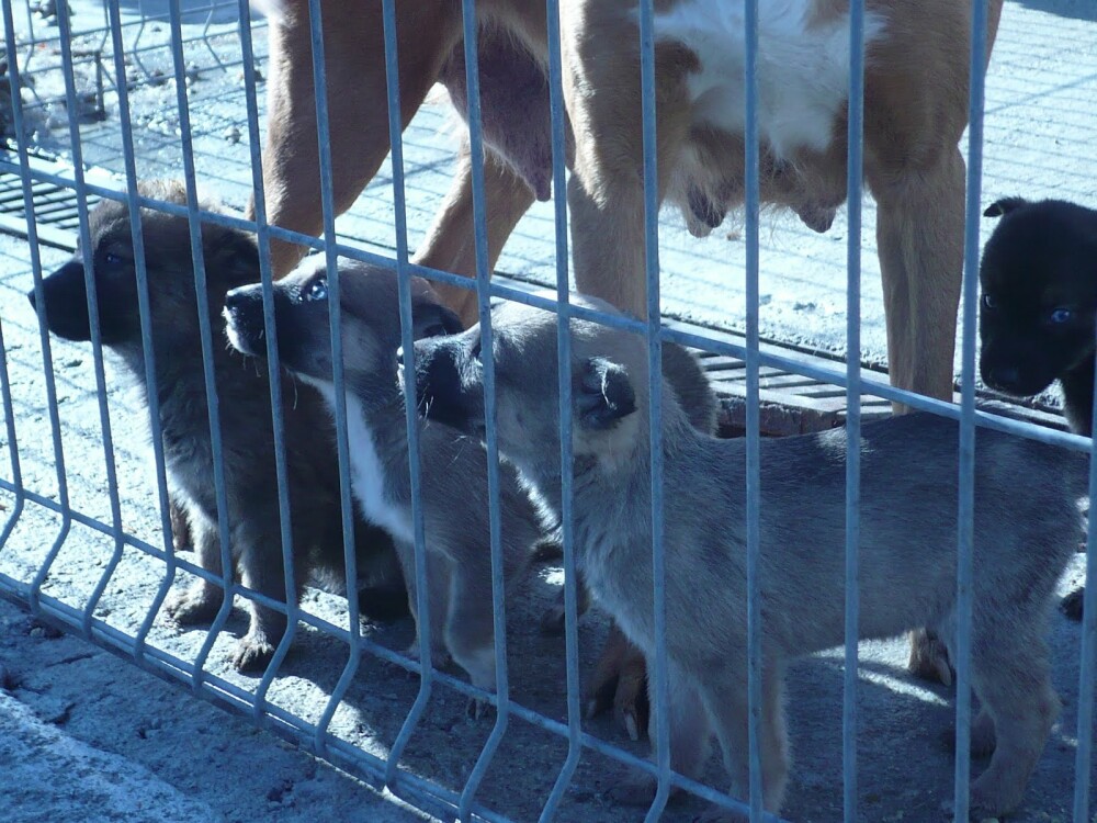 Adoptiile de caini, descurajate la Arad de o taxa de 90 lei. Cat plateste Primaria pentru ingrijire - Imaginea 4