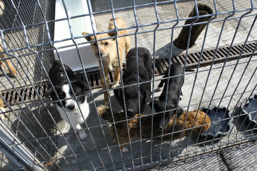 Adoptiile de caini, descurajate la Arad de o taxa de 90 lei. Cat plateste Primaria pentru ingrijire - Imaginea 6