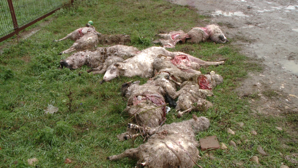 O turma de oi a fost atacata noaptea trecuta, la Ghiroda. Mioarele au fost sfasiate. FOTO - Imaginea 2