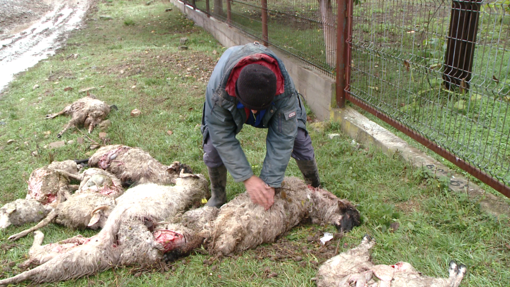 O turma de oi a fost atacata noaptea trecuta, la Ghiroda. Mioarele au fost sfasiate. FOTO - Imaginea 3