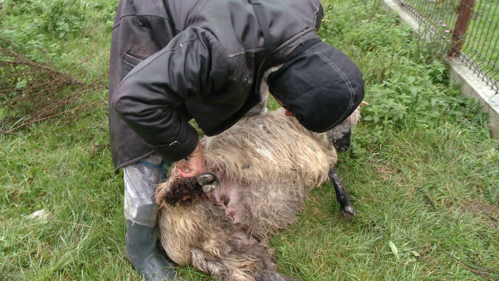 O turma de oi a fost atacata noaptea trecuta, la Ghiroda. Mioarele au fost sfasiate. FOTO - Imaginea 4