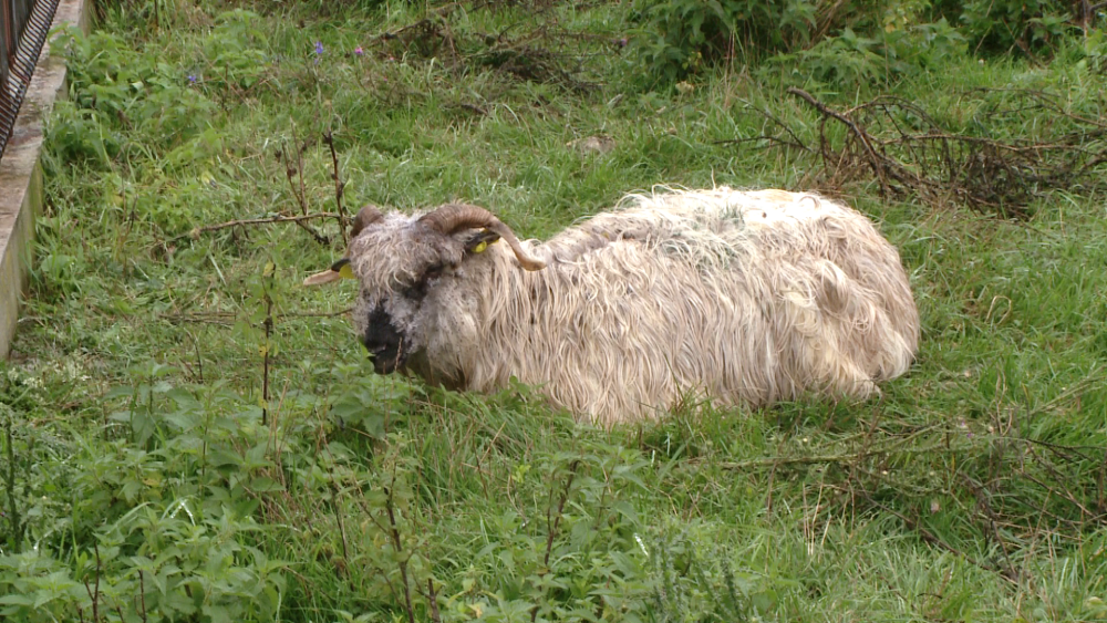 O turma de oi a fost atacata noaptea trecuta, la Ghiroda. Mioarele au fost sfasiate. FOTO - Imaginea 5