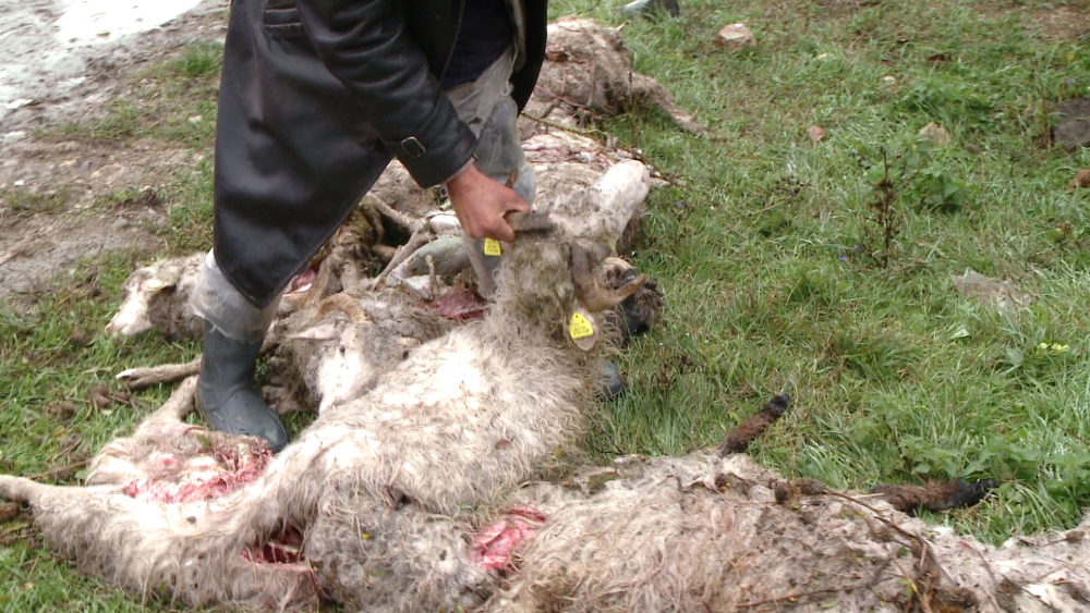 O turma de oi a fost atacata noaptea trecuta, la Ghiroda. Mioarele au fost sfasiate. FOTO - Imaginea 6