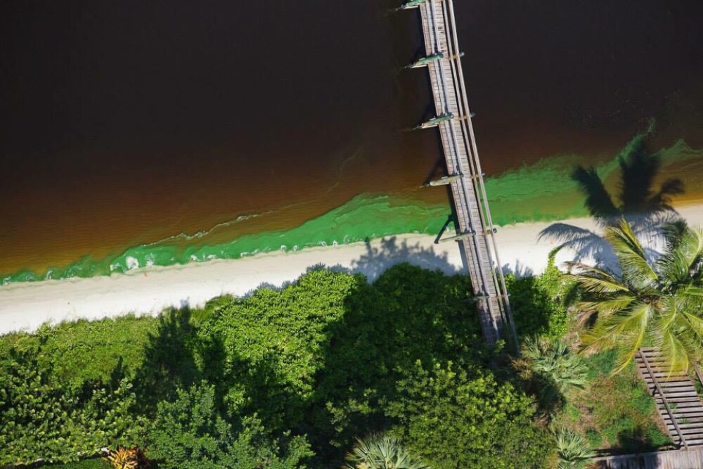 Imaginile unui paradis distrus. Cum arata azi plajele din Florida din cauza poluarii - Imaginea 8