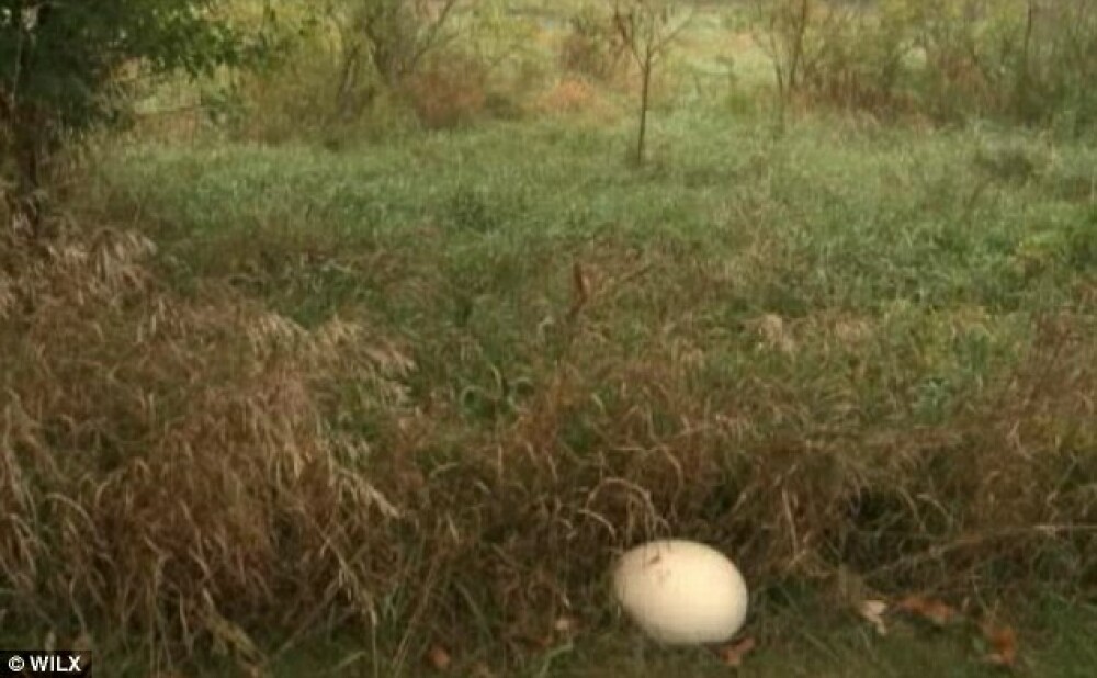 Cum arata ciupercile mai mari decat o minge de baschet. Cresc cu zecile in curtea unui barbat - Imaginea 2