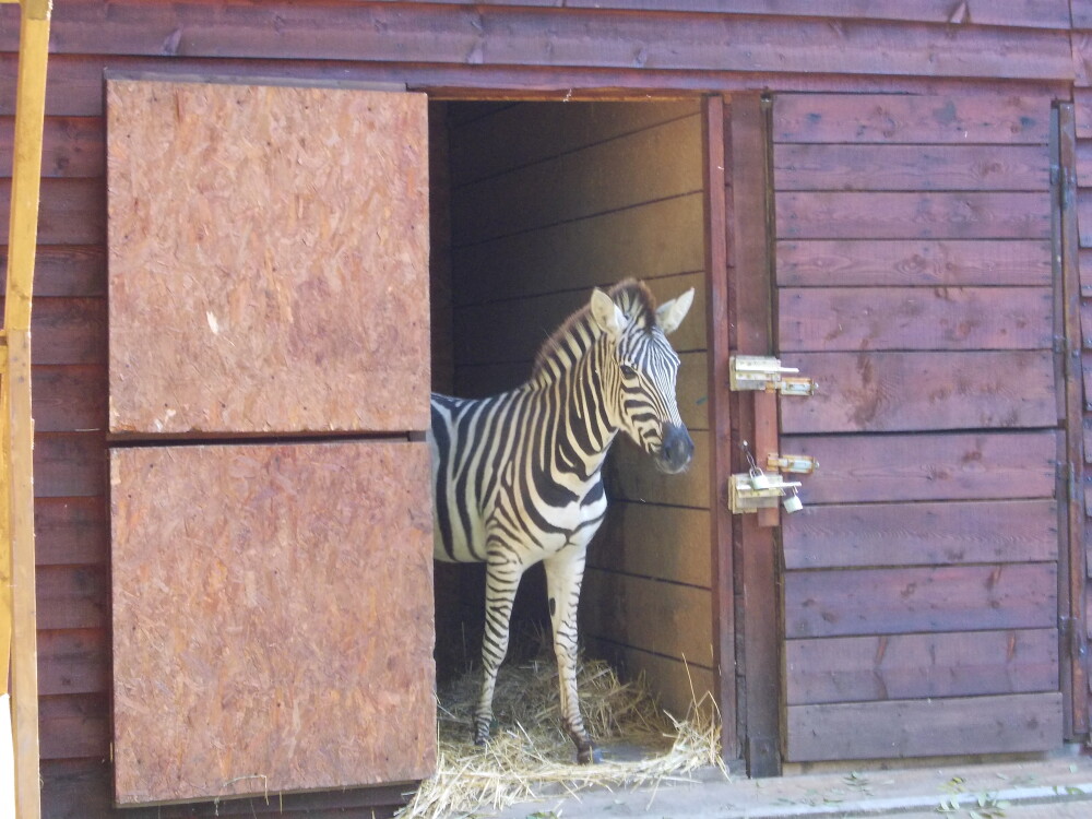 Zebra cu… incidente. Ce s-a intamplat la prezentarea noului locatar de la ZOO Timisoara - Imaginea 1
