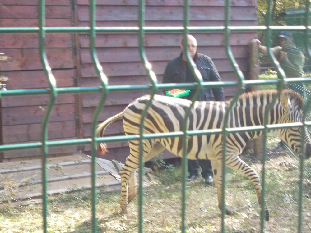 Zebra cu… incidente. Ce s-a intamplat la prezentarea noului locatar de la ZOO Timisoara - Imaginea 2