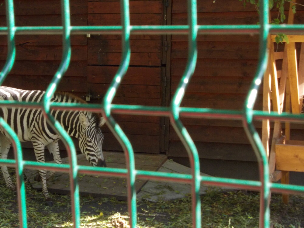 Zebra cu… incidente. Ce s-a intamplat la prezentarea noului locatar de la ZOO Timisoara - Imaginea 3
