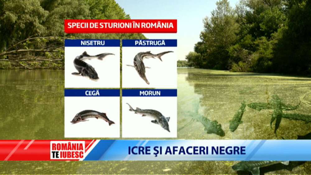 Mafia caviarului din Delta. Vanzatorii de icre negre si indolenta autoritatilor condamna la disparitie ultimii sturioni salbatici ai Europei. Partea I - Imaginea 5