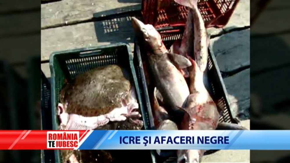 Mafia caviarului din Delta. Vanzatorii de icre negre si indolenta autoritatilor condamna la disparitie ultimii sturioni salbatici ai Europei. Partea I - Imaginea 6