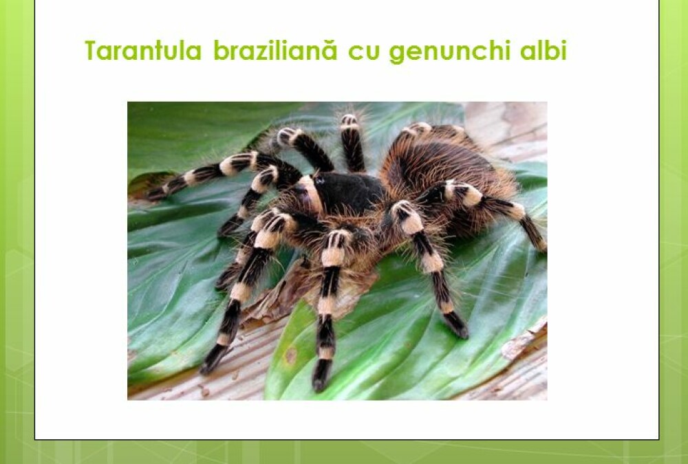 Stii cum arata o tarantula cu genunchi albi? Ocazie pentru bucuresteni sa vada pe viu specii exotice - Imaginea 1