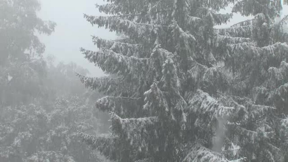 Inca este toamna, dar nordul Romaniei arata ca de Craciun. FOTO si VIDEO cu prima ninsoare din acest sezon - Imaginea 9