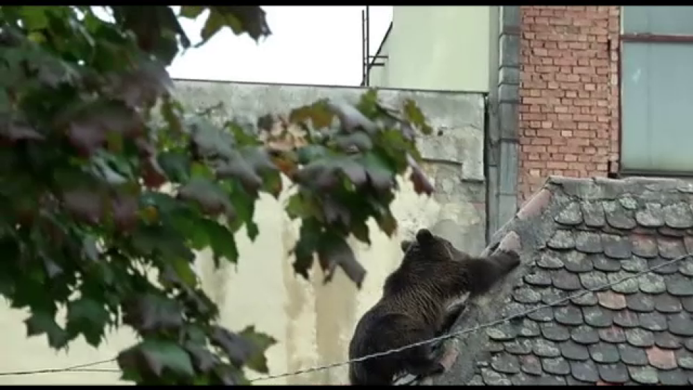 Seful Politiei Sibiu ar fi fost amenintat dupa uciderea ursului: 