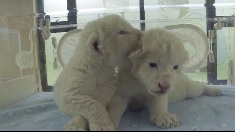 Doi pui de leu alb, vedetele unei grădini zoo. De ce au fost abandonați de mamă - Imaginea 1