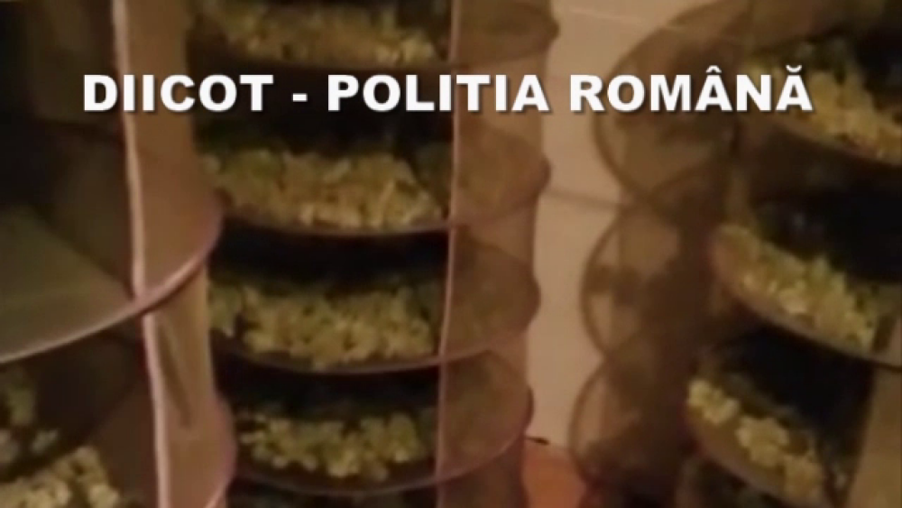 Peste 160 kg de canabis, găsite de poliția din Oradea. Unde erau crescute plantele - Imaginea 1