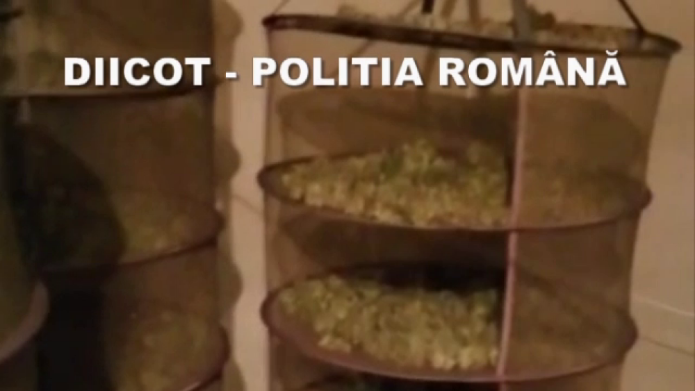 Peste 160 kg de canabis, găsite de poliția din Oradea. Unde erau crescute plantele - Imaginea 2