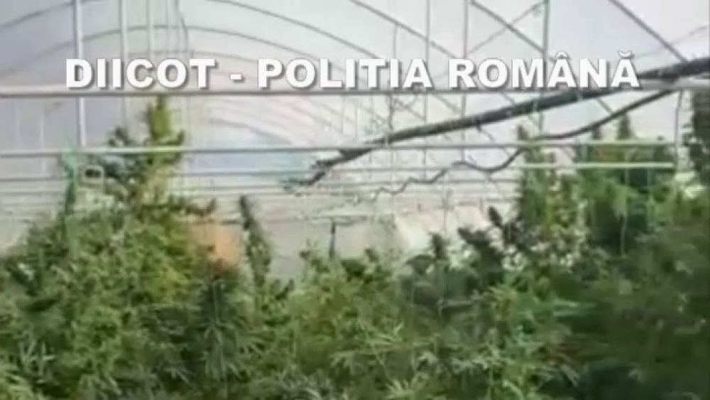 Peste 160 kg de canabis, găsite de poliția din Oradea. Unde erau crescute plantele - Imaginea 3
